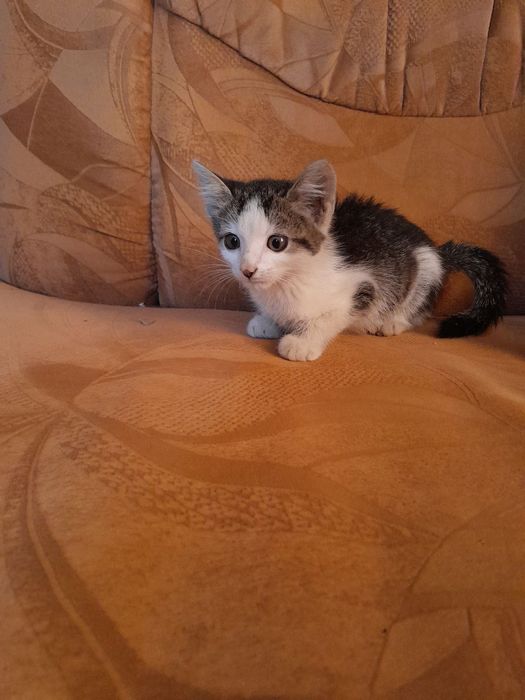 Кошенята в добрі руки