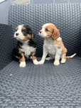 Cavalier king charles spaniel