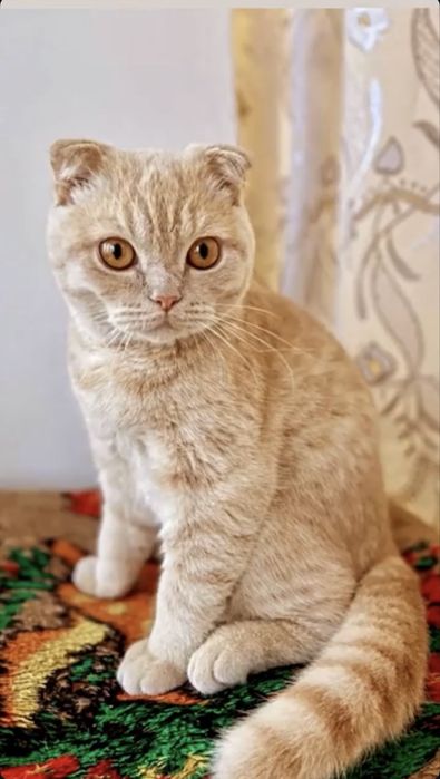 БЕЗКОШТОВНО віддам котика в добрі руки, Скотіш Фолд 5 років