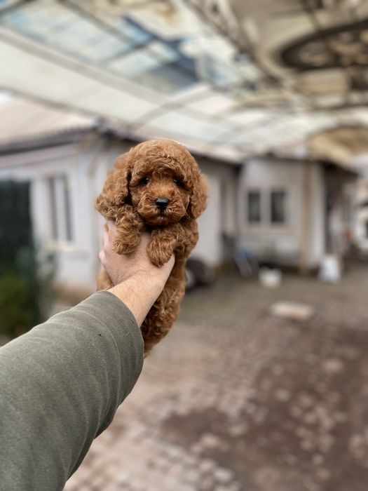 Мальтіпу цуценятка мальтіпушки