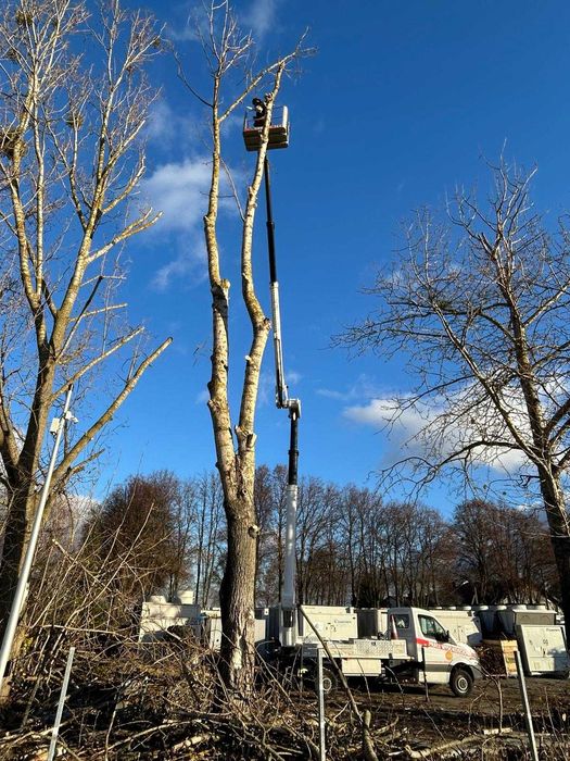 Wycinka drzew Podnośnik koszowy  Korekta Pielęgnacja  Przycinka