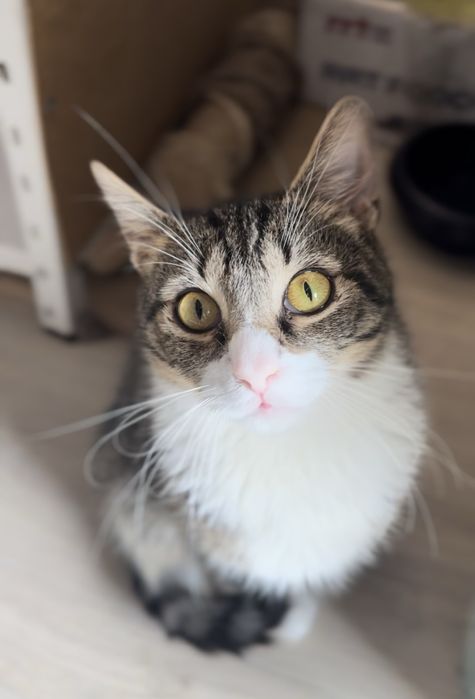 Дуже ніжний котик в добрі руки