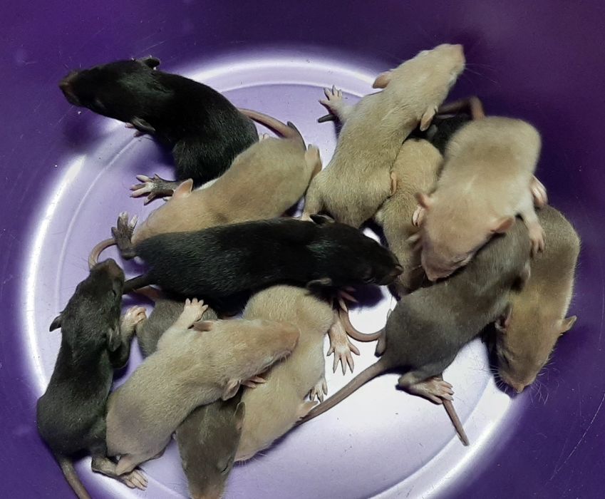 Криса, крыса, щур Дамбо різні кольори + клітка, гамак, аксесуари