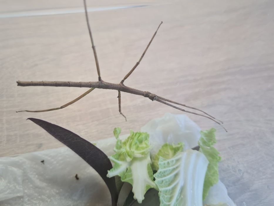 Patyczaki rogate - Medauroidea extradentata