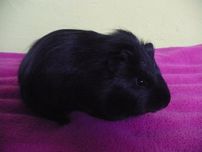 Świnki Morskie - cavia domowa