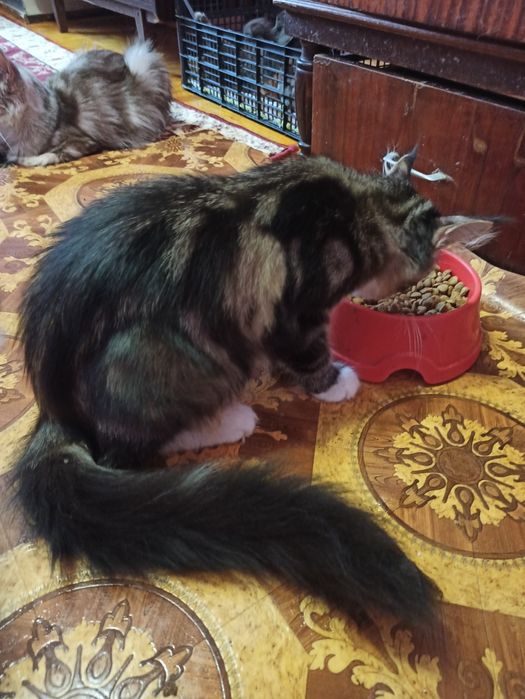 Куночка черепашка із розплідника