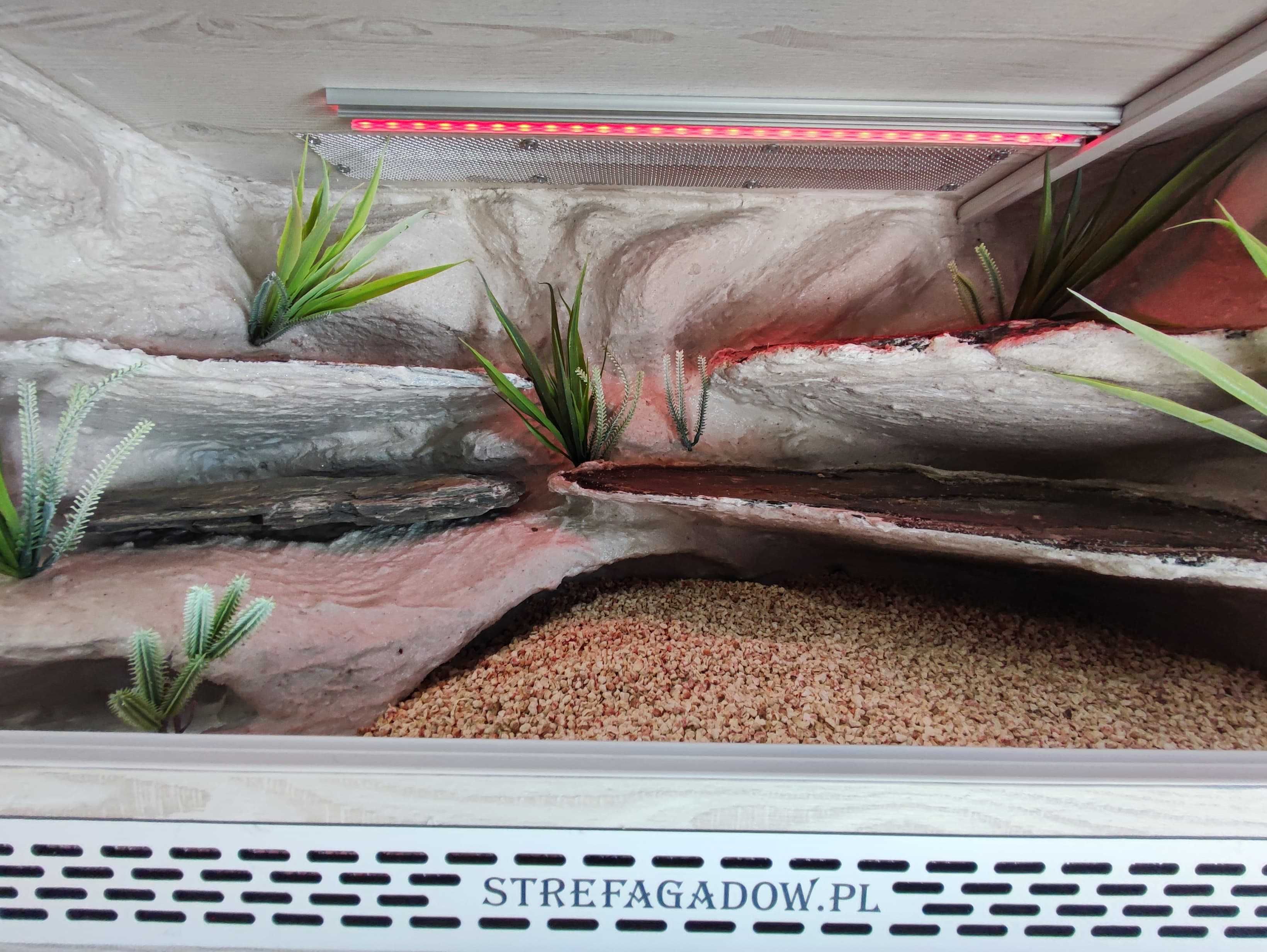 Terrarium pustynne nr693 80/40/40 dla gekona lamparciego DOSTĘPNE