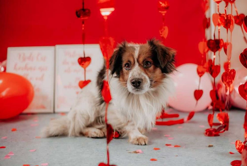 Delikatny, wrażliwy Fropek potrzebuje czasu i poczucia bezpieczeństwa