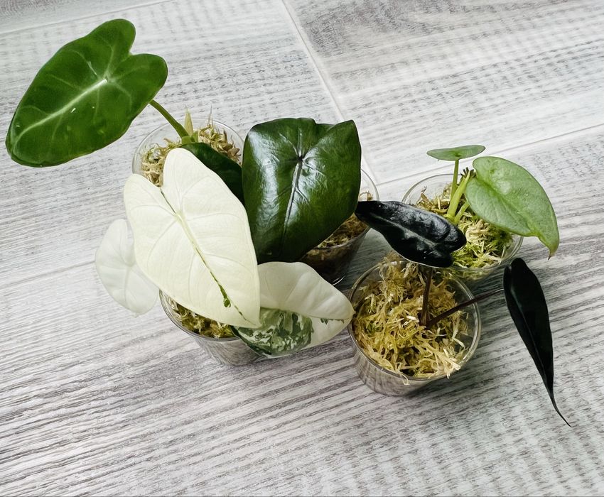 Alocasia набір алоказій  5 сортів