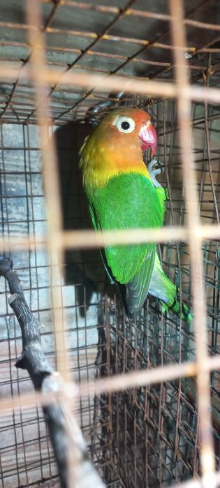 Fisher  para cedencia