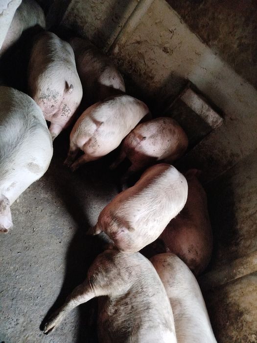 Свині живою вагою