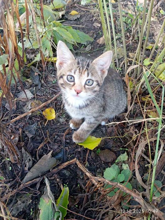 Кошенята безкоштовно