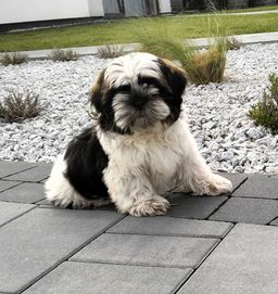 Suczka Shih Tzu gotowa do odbioru z wielopokoleniowym rodowodem