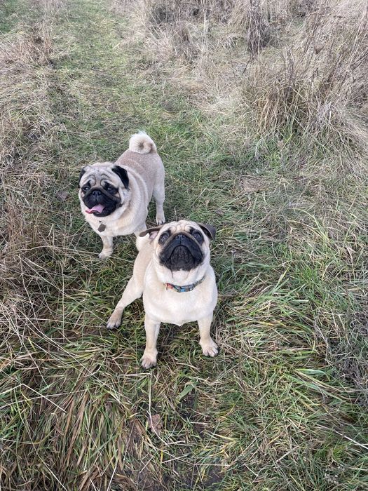 Мопс цуценята супер якість, п-к Голден Пак