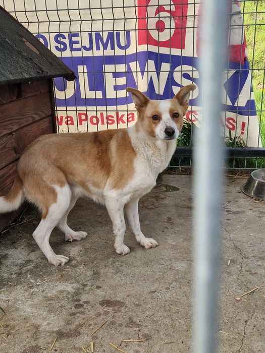 Suczka do adopcji za darmo