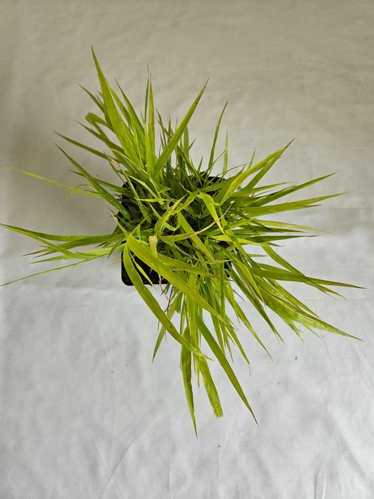 Hakonechloa macra Greenhills 30 cm – ozdobna trawa cieniolubna C2