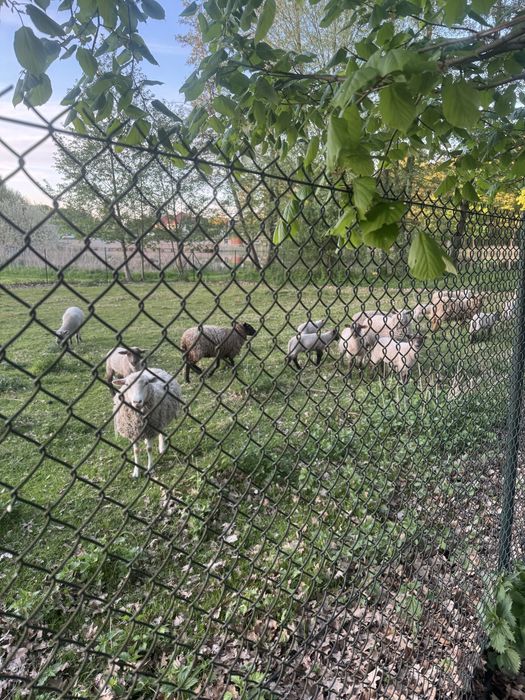 Baran rasa Suffolk czarnoglowka