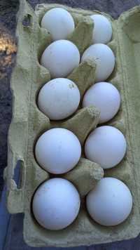 Jaja legowe leghorn oraz  zielononóżki