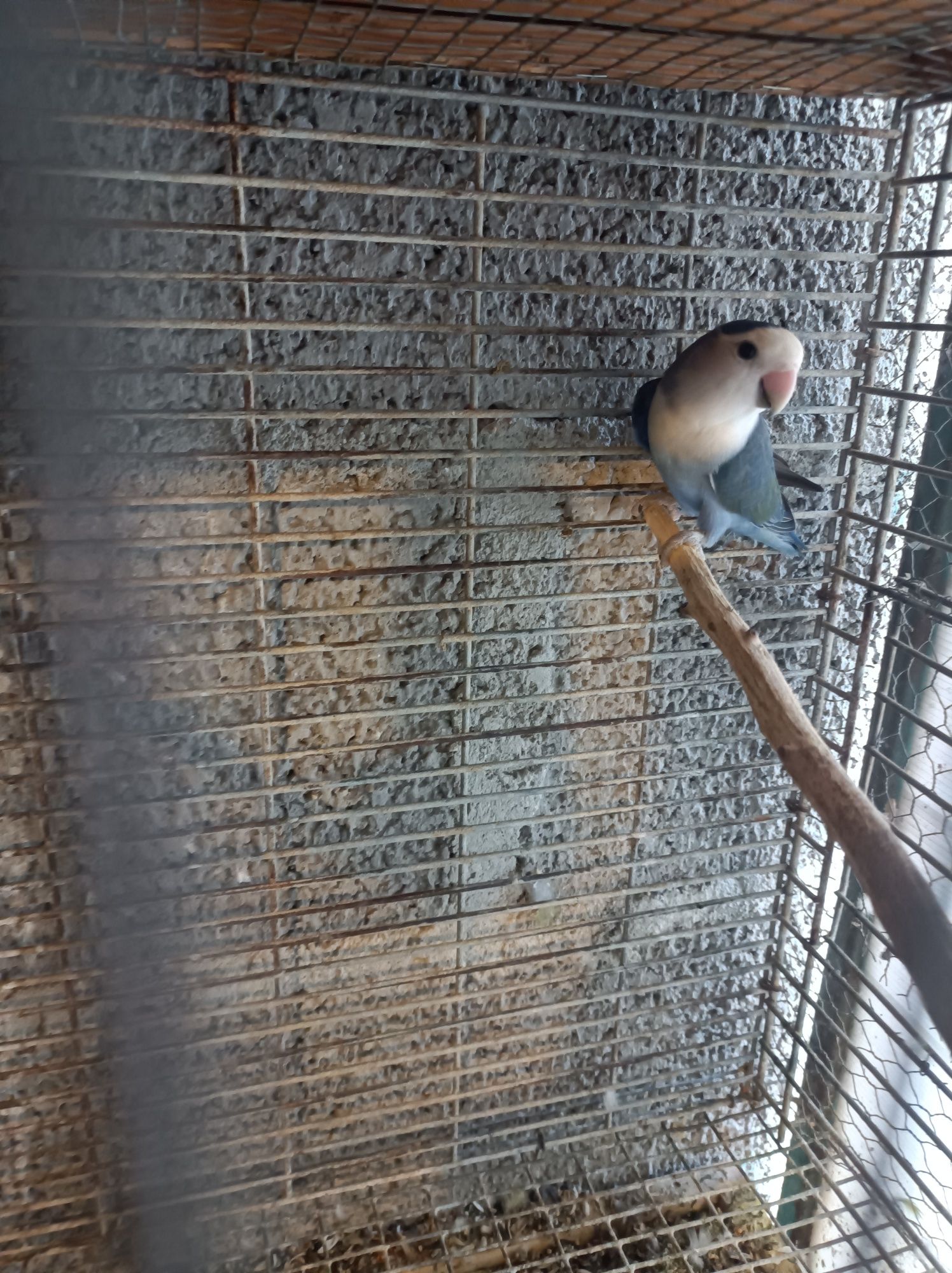 Vendo  6 agapórnis