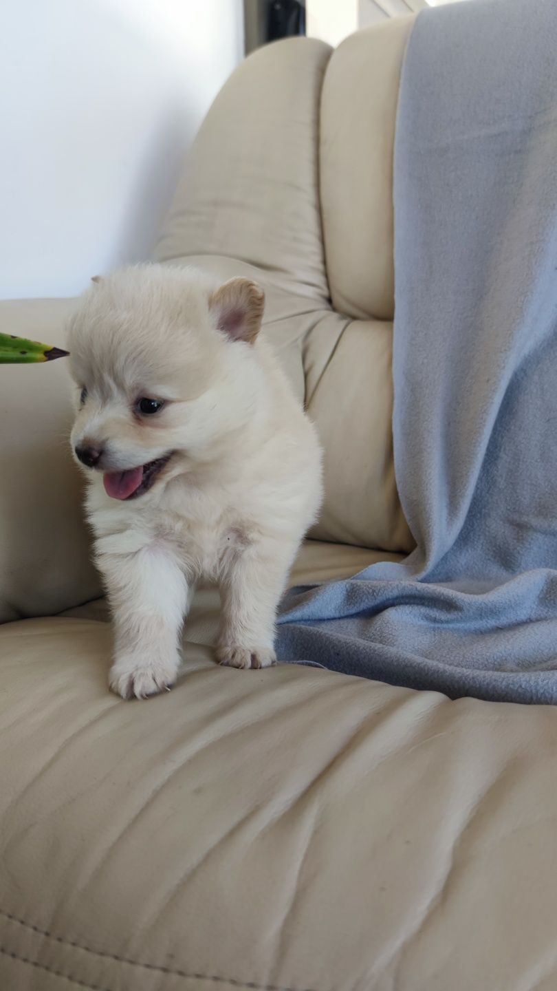 Spitz Alemão macho disponível