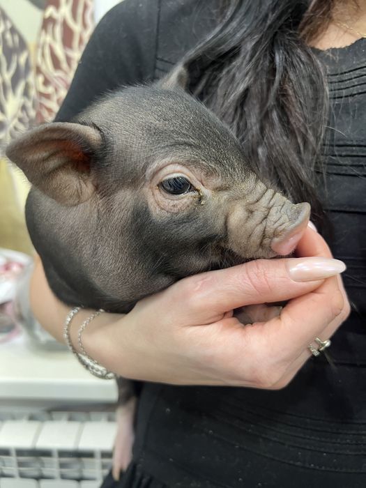 Міні піг дівчинка, міні свинка