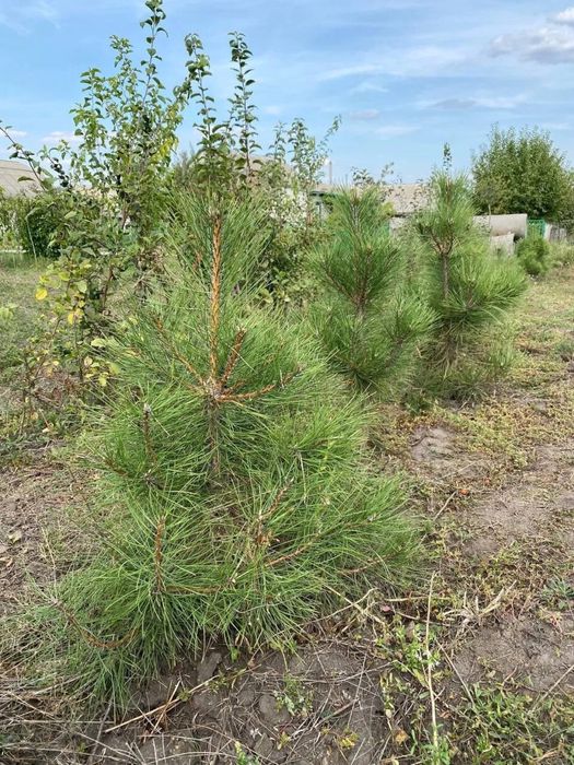 Саженцы сосни Кримской, саджанці Кримської сосни.