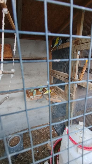 Sprzedam papugi faliste