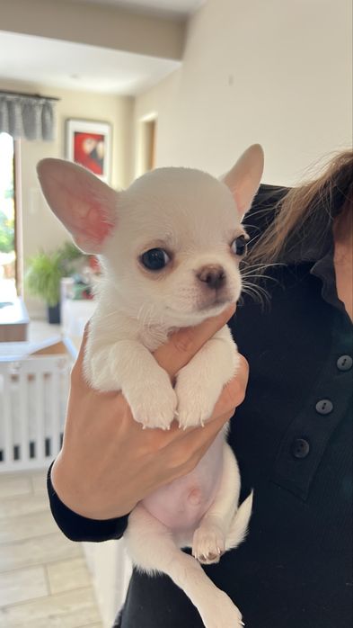 Chihuahua  FCI piekny chłopczyk