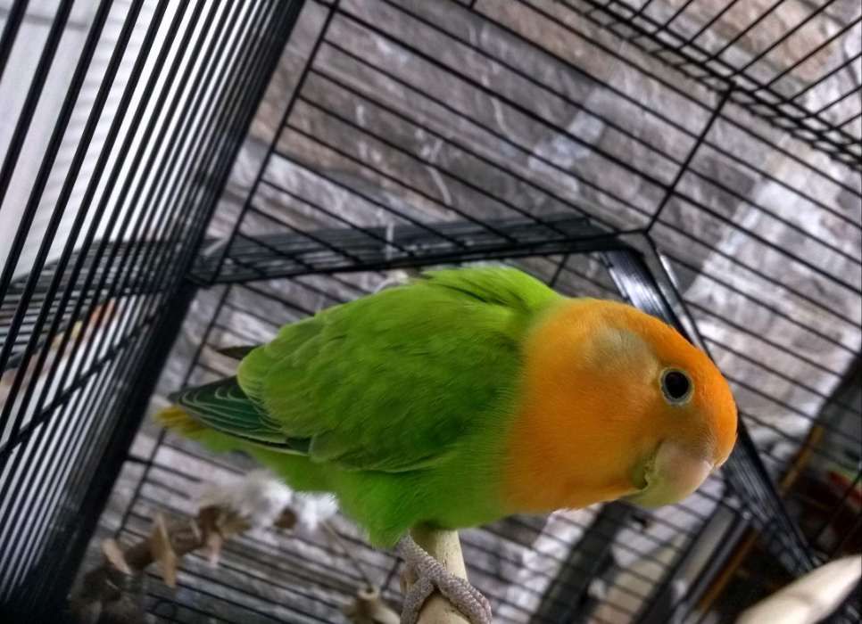 Agapornis Roseicollis Opalinos para criar à mão ou adultos