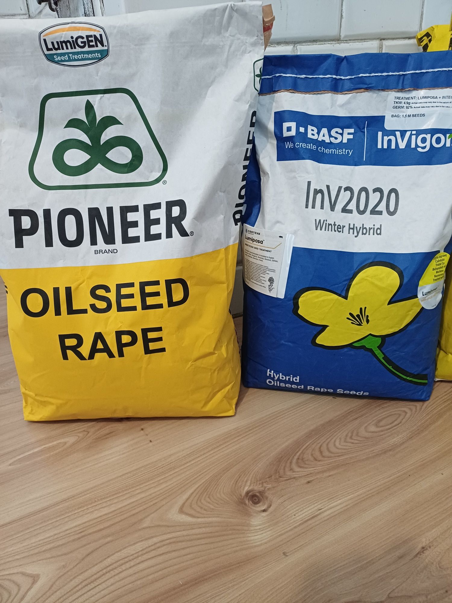 Rzepak nasiona PIONEER RAGT Danko BASF