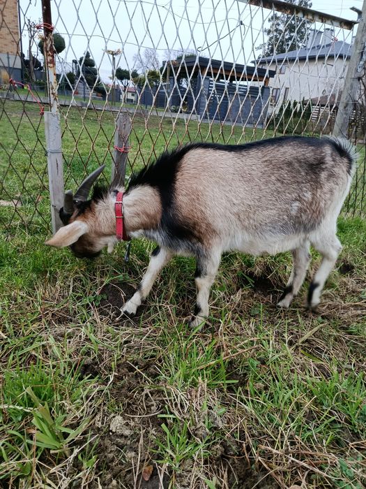 Kozioł koziołek cap capek koza