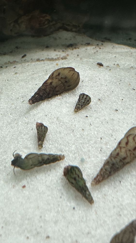 Caracois ( Melanoides tuberculata )