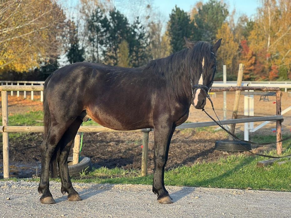 Kuc 4lata D grupa 147cm