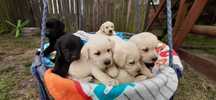 Labrador retriever czarne biszkoptowe Labradory Rasowe