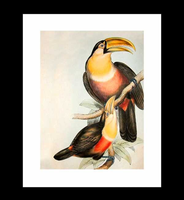 Plakat Atlasowy - Tukan, John J. Audubon