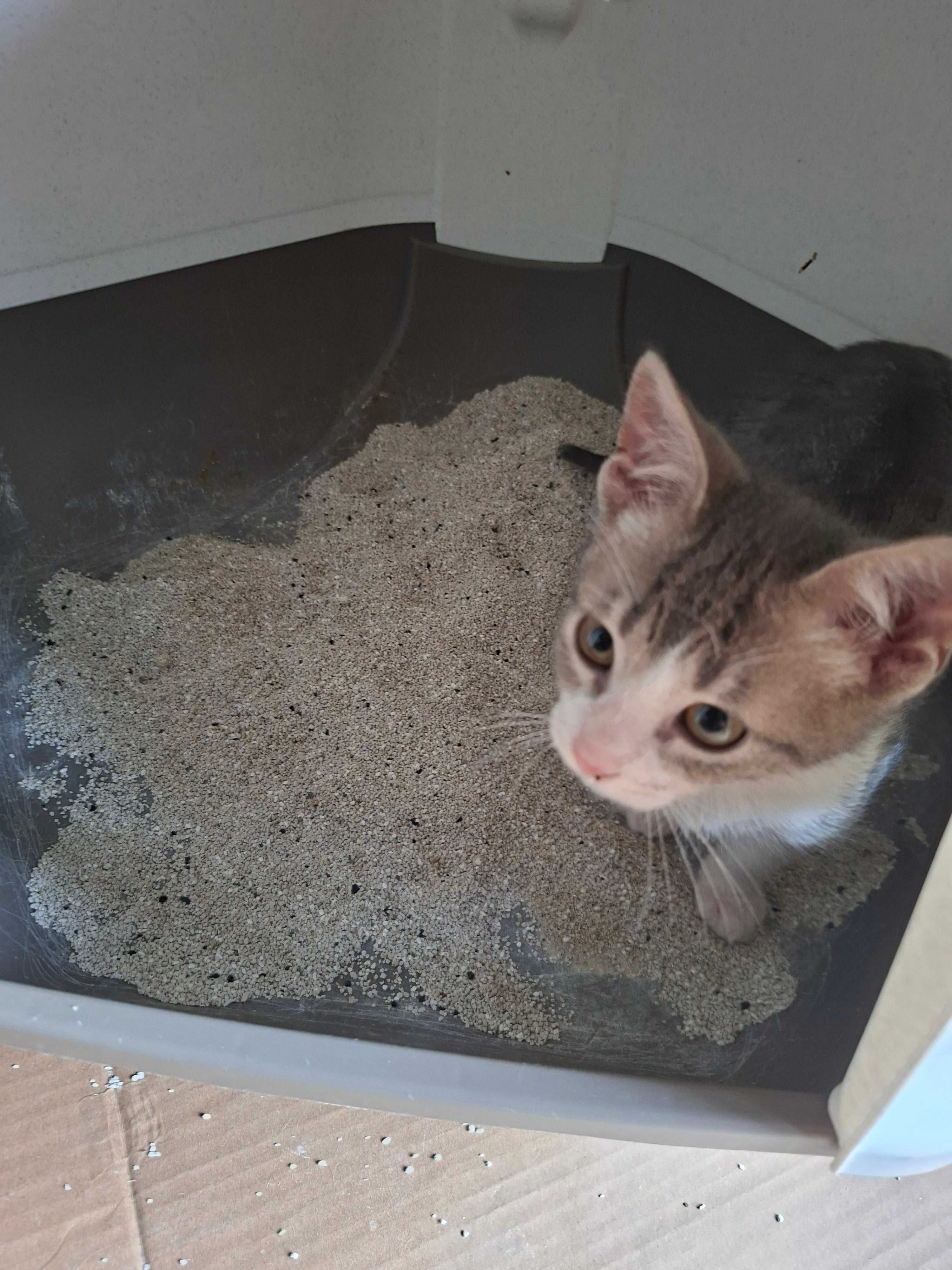 Gatinho lindo e perfeito para adoção responsável