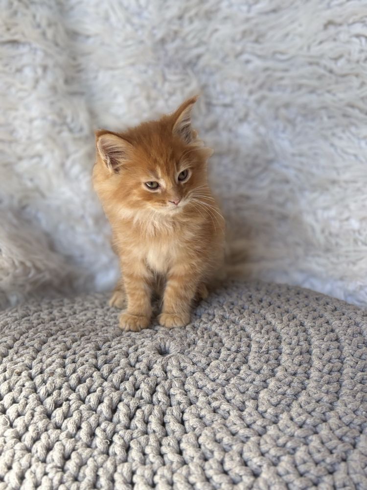 Maine Coon kocurek rudy