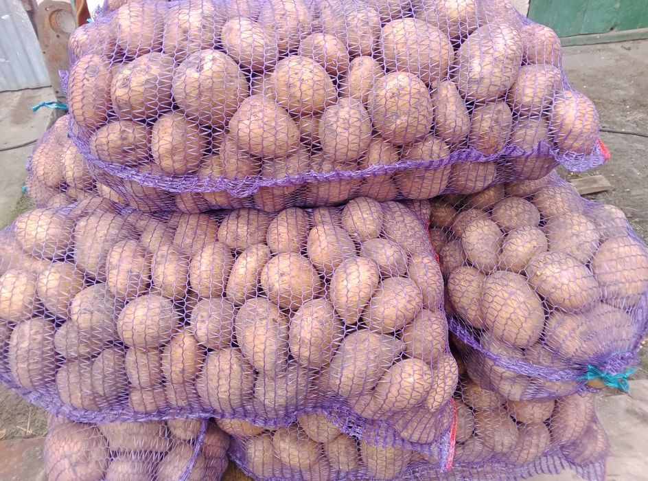 Картопля товарна