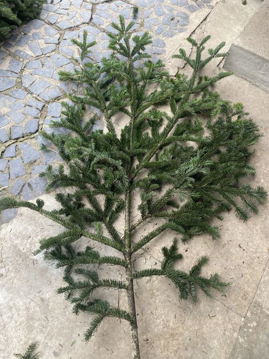 Пишні гілки ялинок