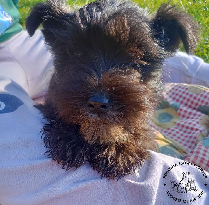 Sznaucer miniaturowy piesek czarny rodowód