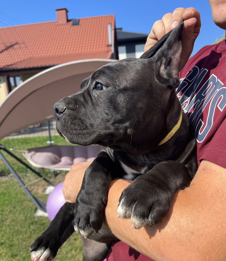 Cane Corso suczka