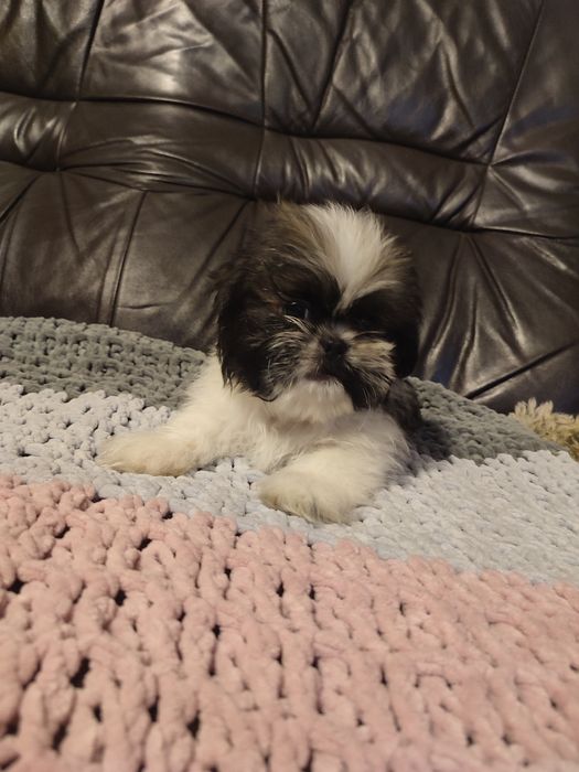 Shihtzu tricolor piesek