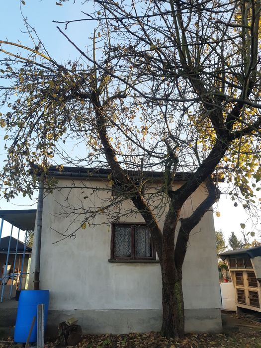 Drewno za wycięcie jabłoni