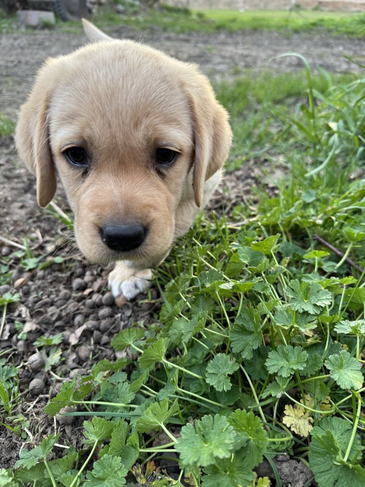 Labrador szczeniak samiec