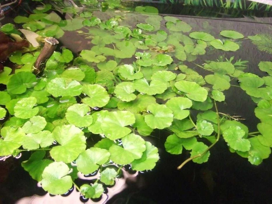 Щитолистник. Акваріумні рослини