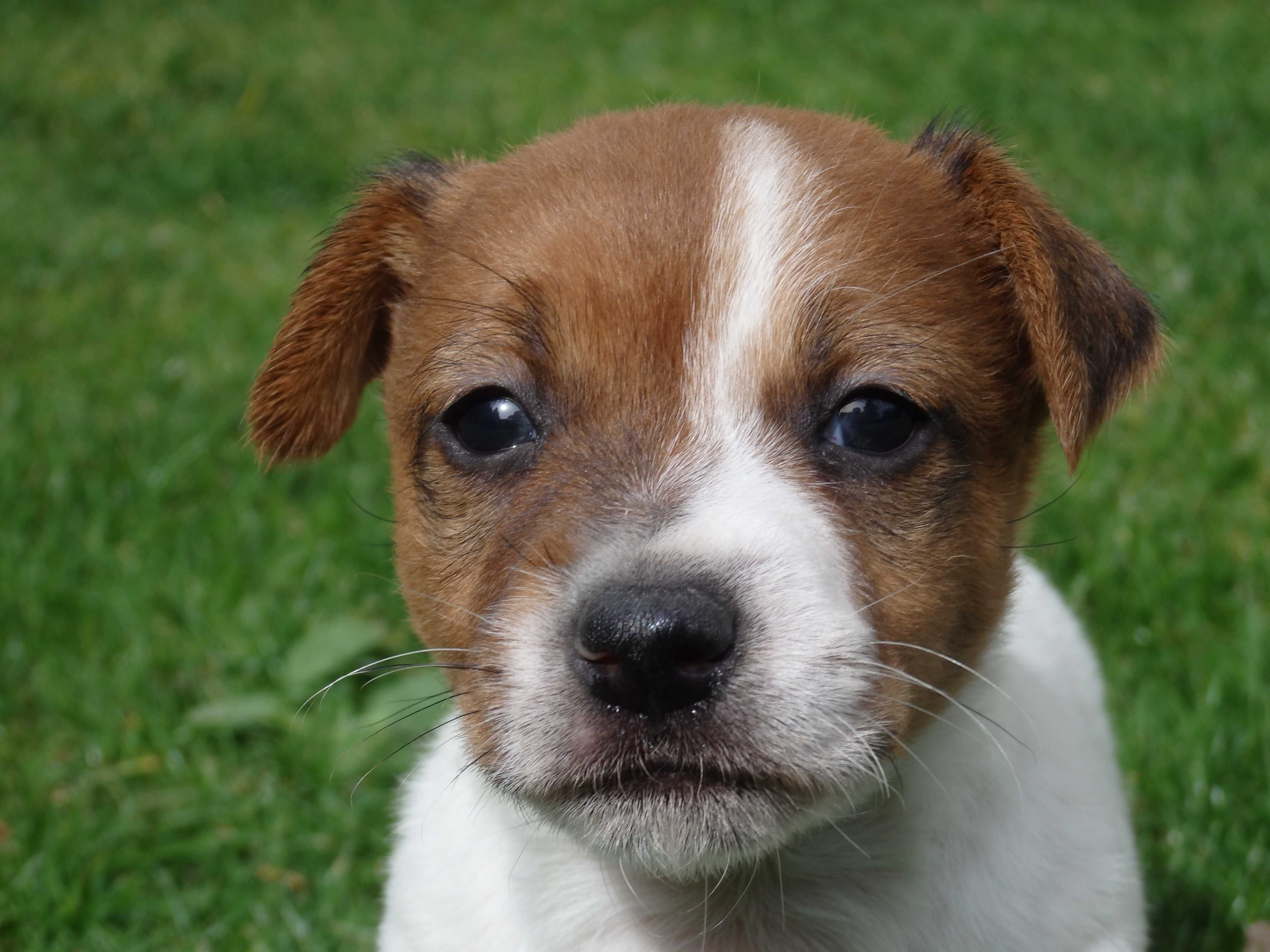 Jack Russell Terrier tylko od #SMARTIE JACKS# niziutki PIESEK male JRT