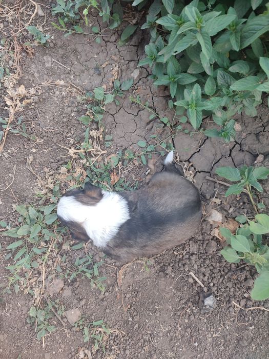 Відаємо цуценя  хлопчика