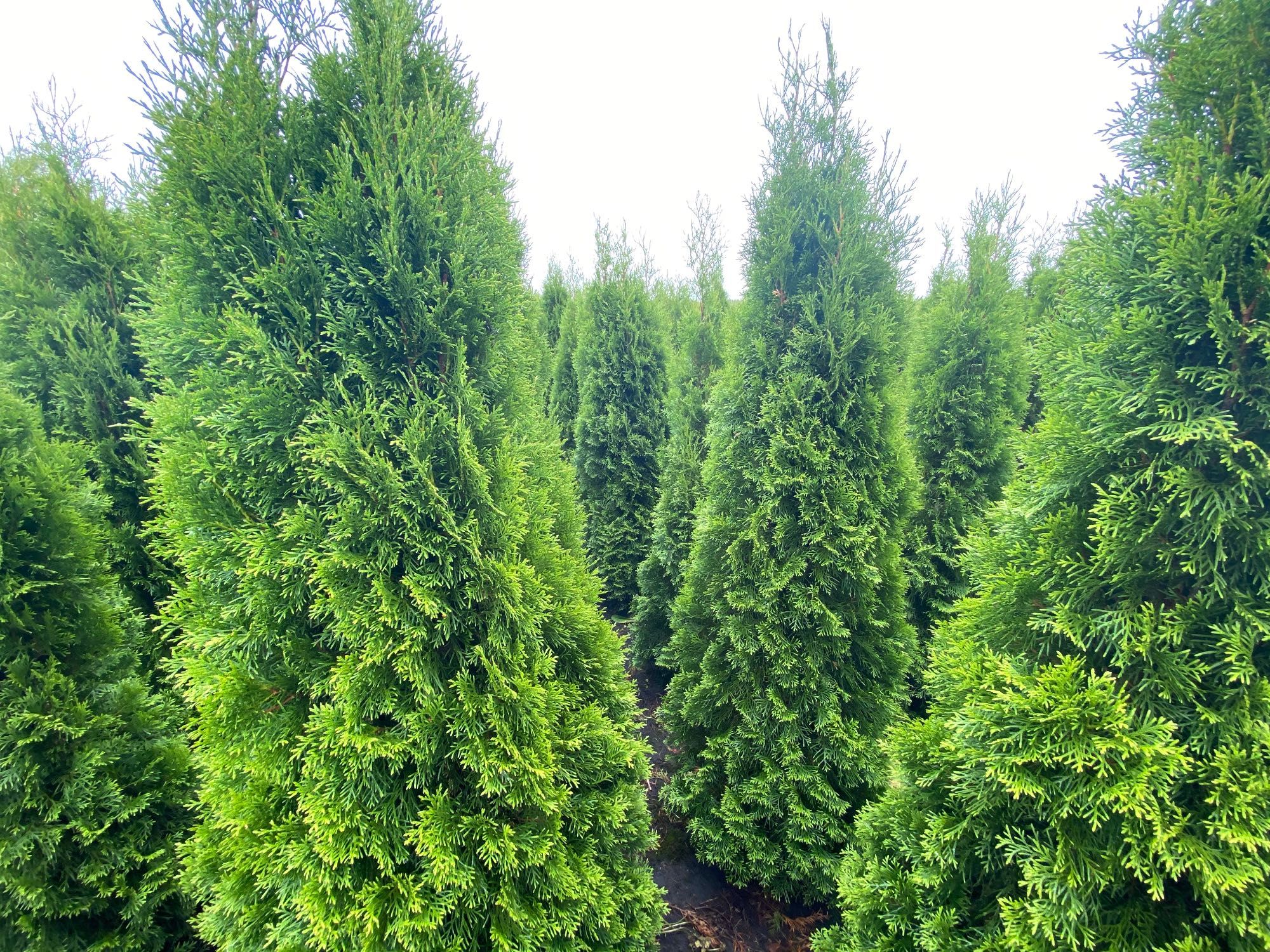Thuja Smaragd 180-200 cm i inne tuja Szmaragd żywopłot Transport