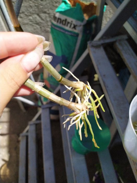 Дендробіум Ода Бері дітки