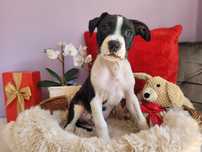 Cudowny czarno biały Amstaff!